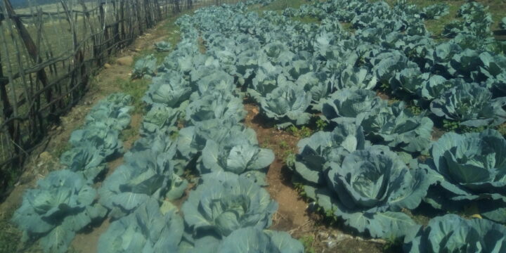 THE ULTIMATE BOSCO YOUTH AGRICULTURE CENTRE