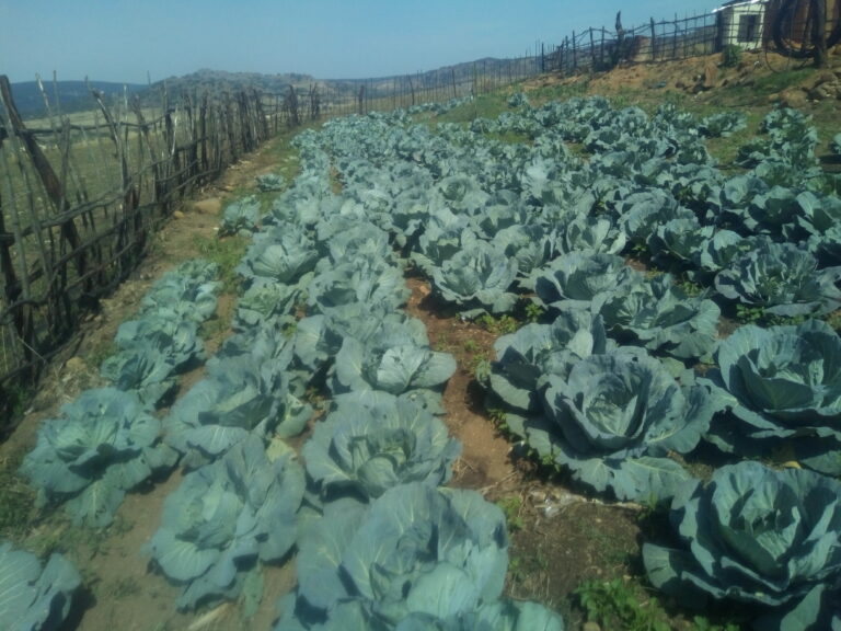 THE ULTIMATE BOSCO YOUTH AGRICULTURE CENTRE